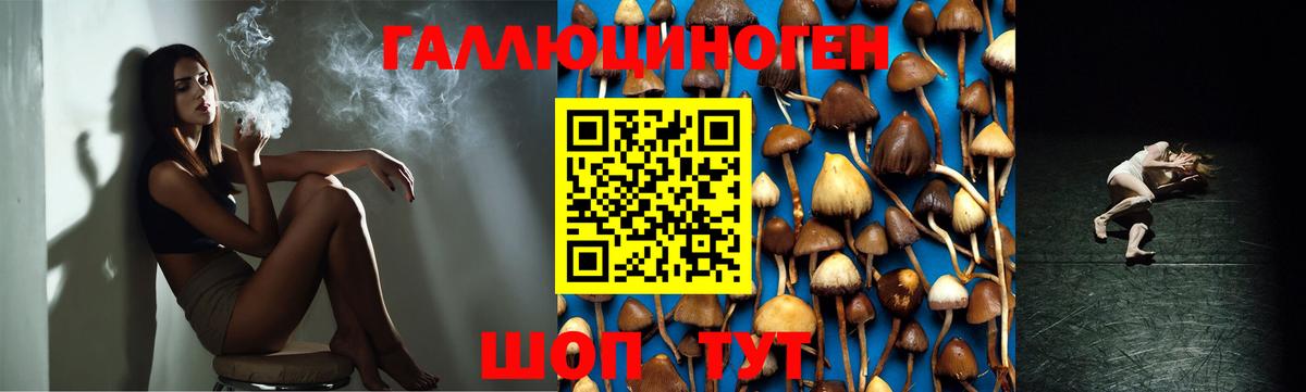 Галлюциногенные грибы GOLDEN TEACHER  Вход с VPN  Галлюциногенные грибы GOLDEN TEACHER  Рубцовск 